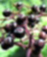 Elderberry