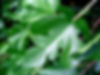 Mulberry Leaf
