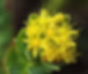 Rhodiola Rosea