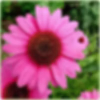 Echinacea