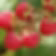 Raspberry Ketones