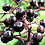 Thumbnail: Elderberry