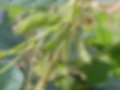 Phytosterol