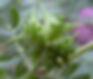 Tribulis Terrestris
